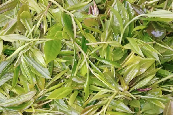 野生红茶的种类 野生红茶有哪些品种