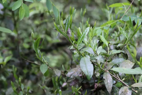 野生红茶的种类 野生红茶有哪些品种