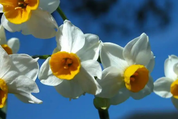 送水仙花代表什么意思