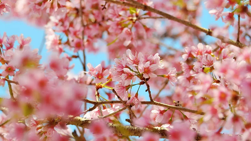 两性花的概念