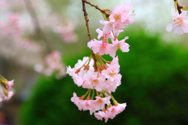 两性花的概念