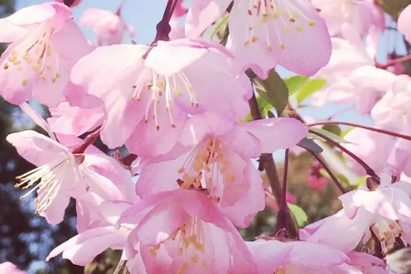 两性花的概念