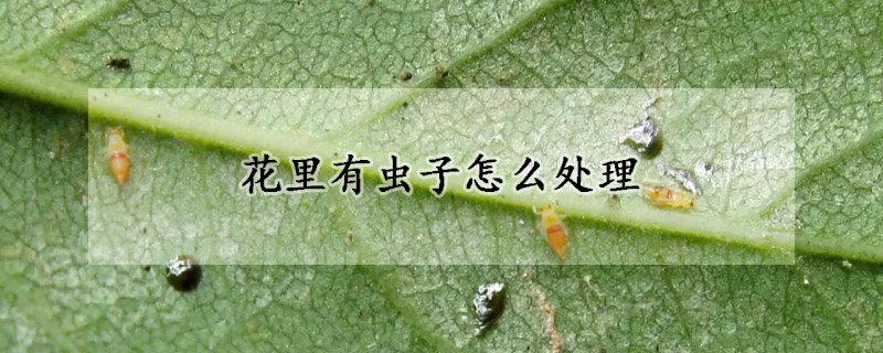 花里有虫子怎么处理