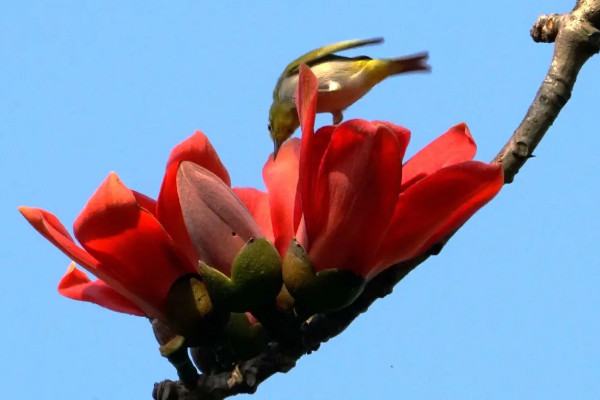 英雄花是什么花