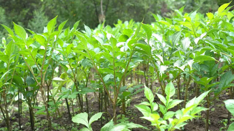 魔芋是什么植物