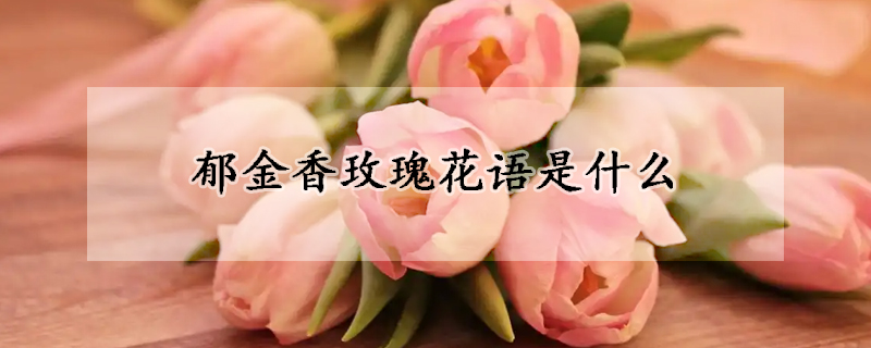 郁金香玫瑰花语是什么