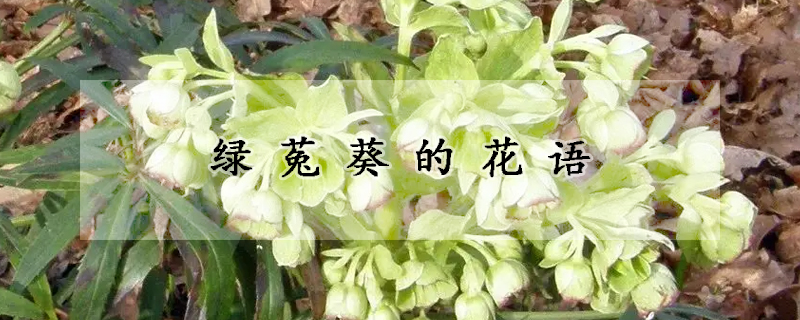 绿菟葵的花语