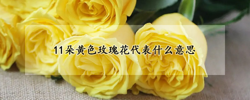 11朵黄色玫瑰花代表什么意思