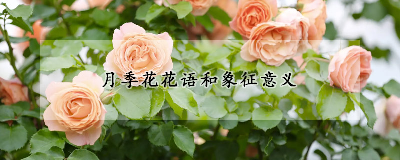 月季花花语和象征意义