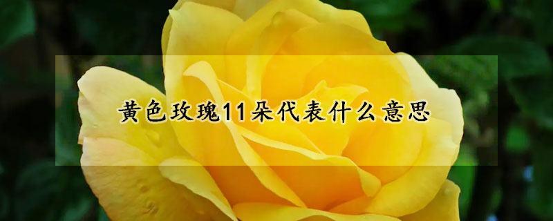 黄色玫瑰11朵代表什么意思