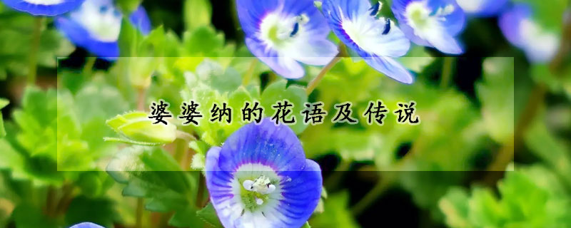 婆婆纳的花语及传说