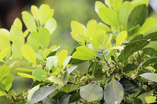 马黛茶是什么茶 马黛茶属于哪种茶