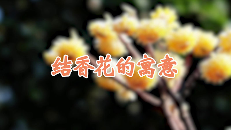 结香花的寓意