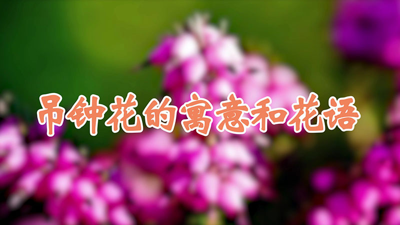 吊钟花的寓意和花语