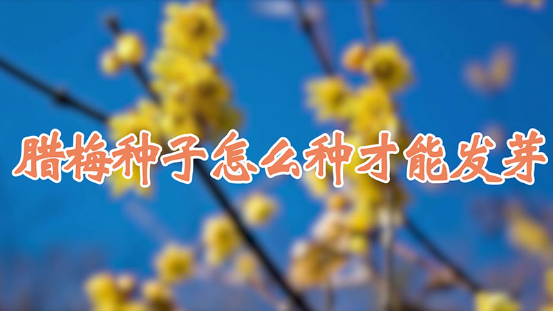 腊梅种子怎么种才能发芽