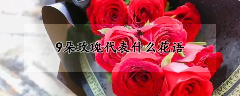 9朵玫瑰代表什么花语