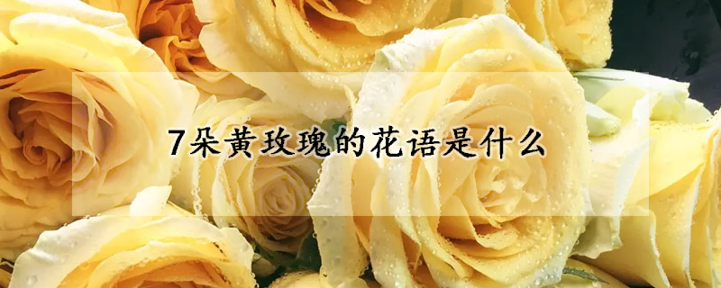 7朵黄玫瑰的花语是什么