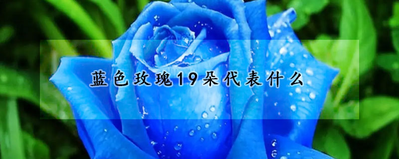 蓝色玫瑰19朵代表什么