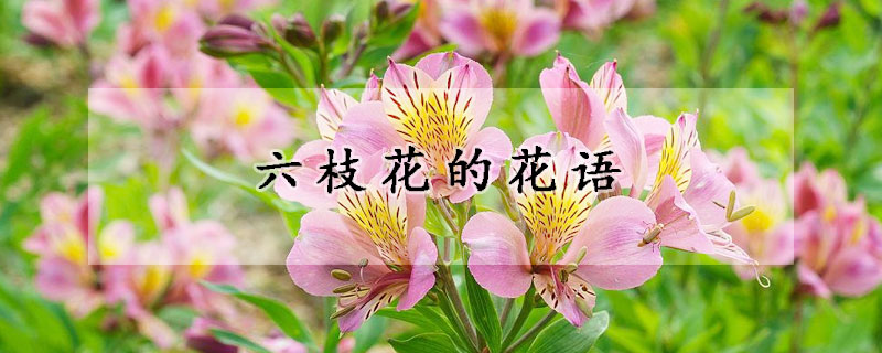 六枝花的花语