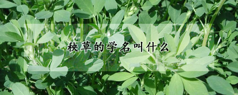 秧草的学名叫什么