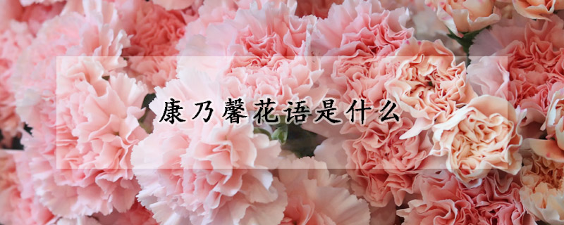 康乃馨花语是什么