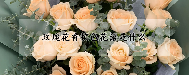 玫瑰花香槟色花语是什么