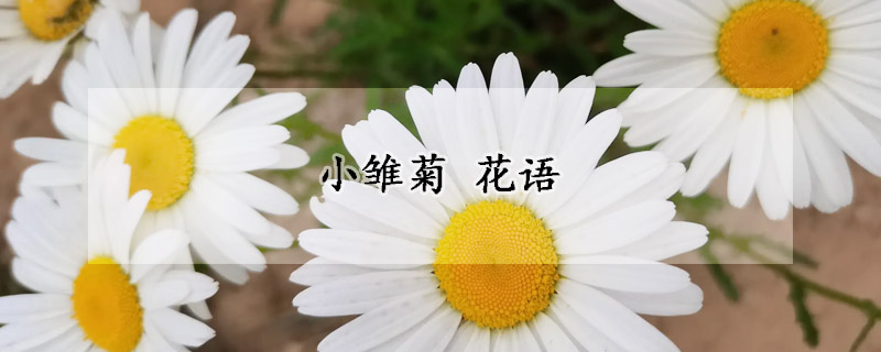 小雏菊 花语