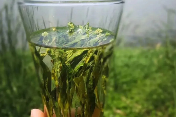 太平猴魁茶是绿茶还是红茶 太平猴魁茶是不是绿茶