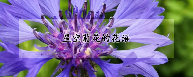 星空菊花的花语