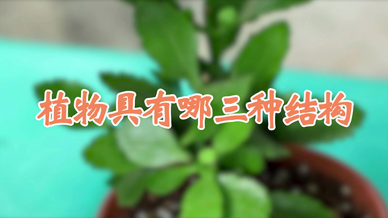 植物具有哪三种结构