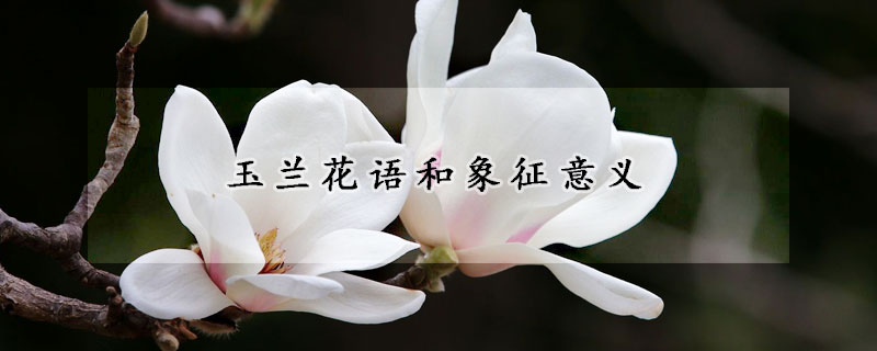 玉兰花语和象征意义