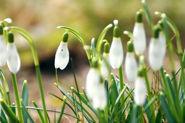 雪滴花别名