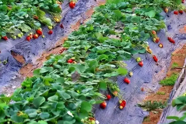 草莓肥害要多少天恢复