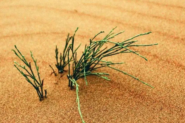 骆驼刺的根系可以深入多少米