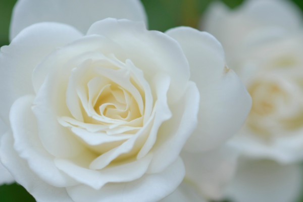 白玫瑰可以放在家里吗