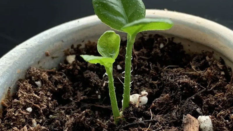 种子发芽后芽断了还能活吗