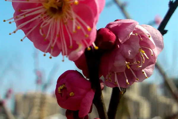 花瓣的特点是什么