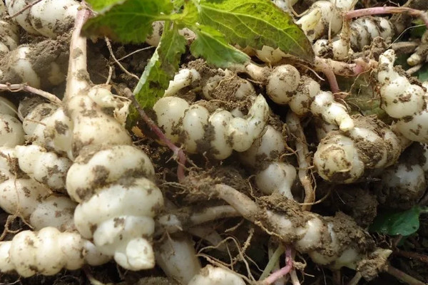 螺丝菜的种植方法