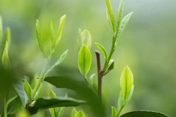 明前茶什么意思，明前茶说的是什么茶