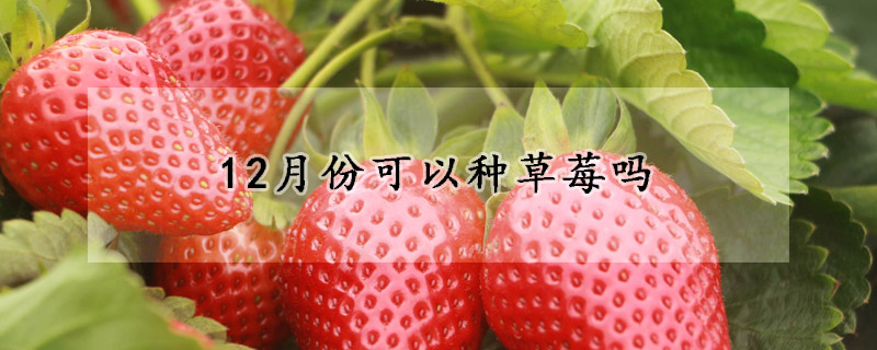 12月份可以种草莓吗