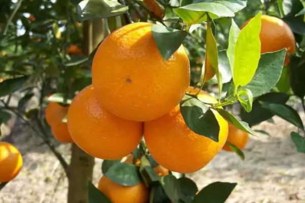 柑橘最好的三大品种，什么柑橘品种最好