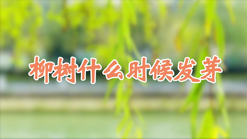 柳树什么时候发芽