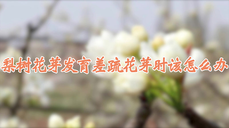 梨树花芽发育差,疏花芽时该怎么办