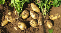 2022土豆如何种植能高产 高产种植技术和管理方法