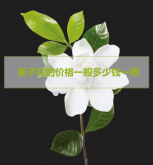 <strong>今日栀子花的价格一般多少钱一棵</strong>