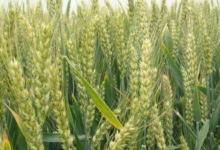 冬小麦除草的最佳时节是什么时候，应该要注意些什么？
