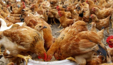 如何让养鸡饲料不浪费？