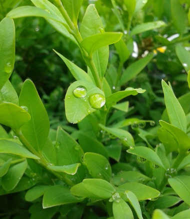 “木中君子”黄杨树 