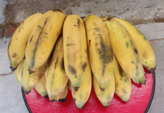 <strong>种植香蕉的不同寻常但可以实现的高产技巧</strong>