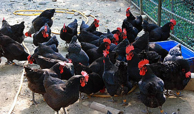 黑脚土鸡是什么品种